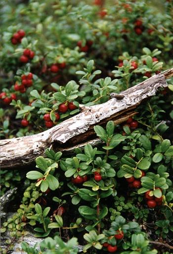 Orchard Serenade: Pure Berry Harvest Melody