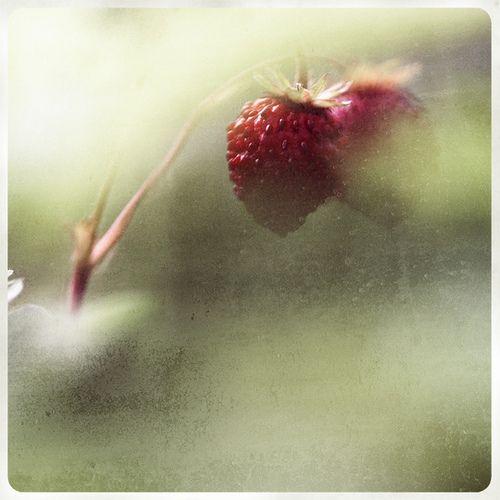 Nature's Palette: Artisanal Berry Fusion