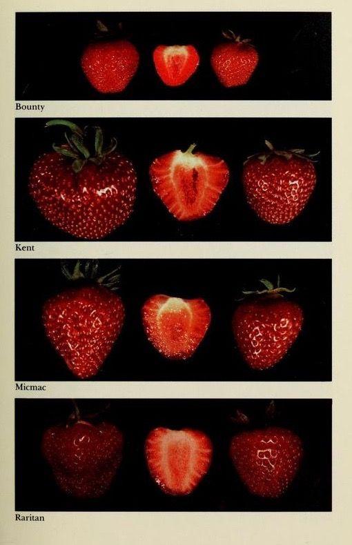 Berry Bounty: Freshness in Every Box